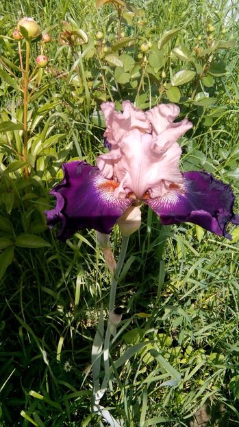  - Iris intermediar