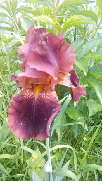  - Iris inalt