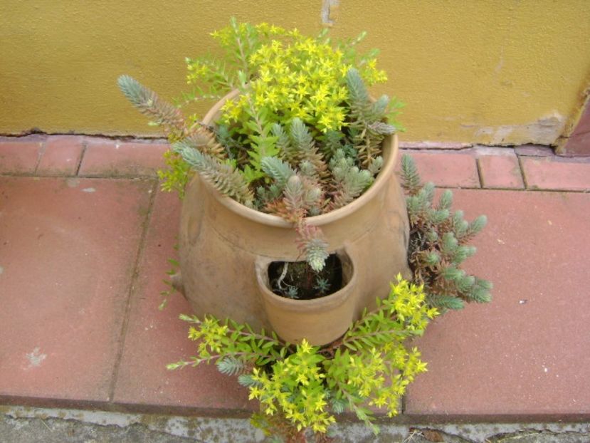 Forme si culori la sfarsit de mai - Primavara 2017 bis