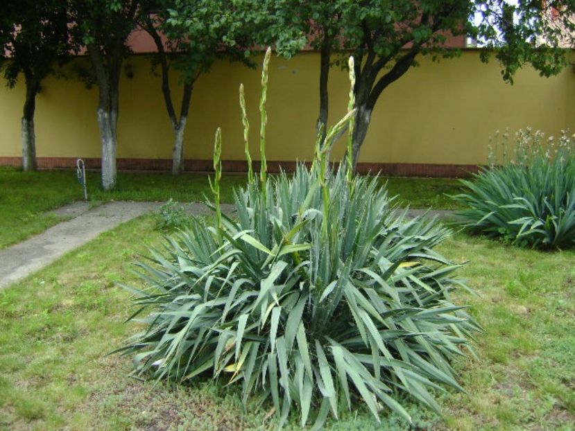 Yucca filamentosa, tije florale - Primavara 2017 bis