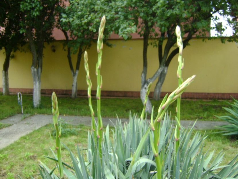 Yucca filamentosa, tije florale - Primavara 2017 bis