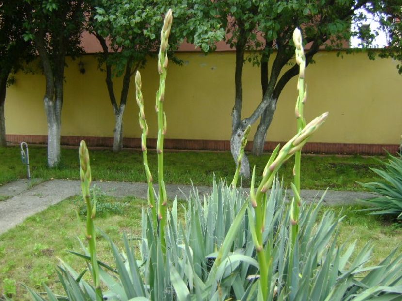 Yucca filamentosa, tije florale - Primavara 2017 bis