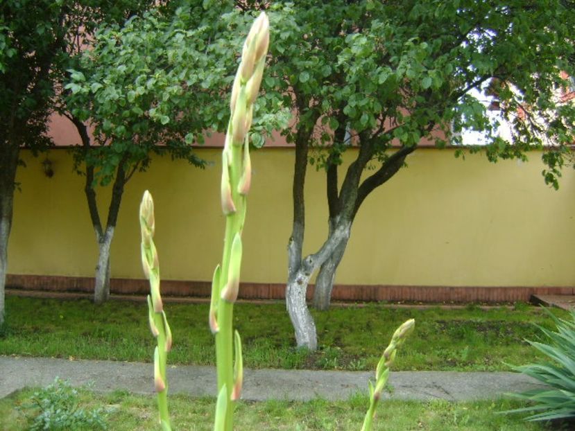 Yucca filamentosa, tije florale - Primavara 2017 bis