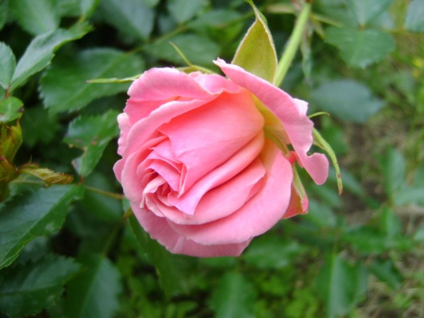 Trandafir - Primavara 2017 bis