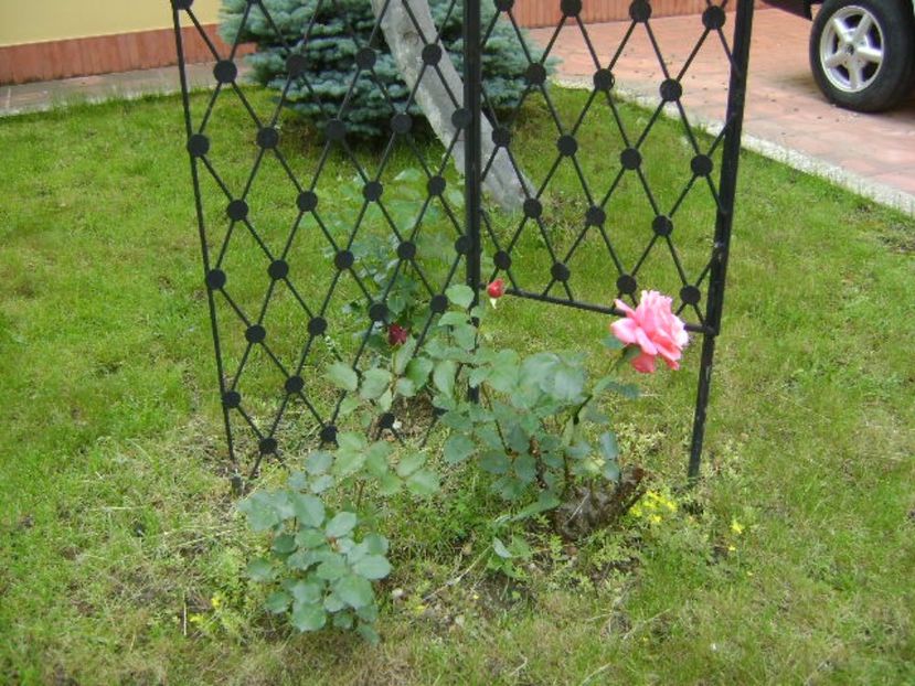 Trandafiri - Primavara 2017 bis