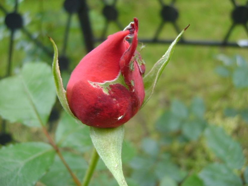 Trandafir - Primavara 2017 bis