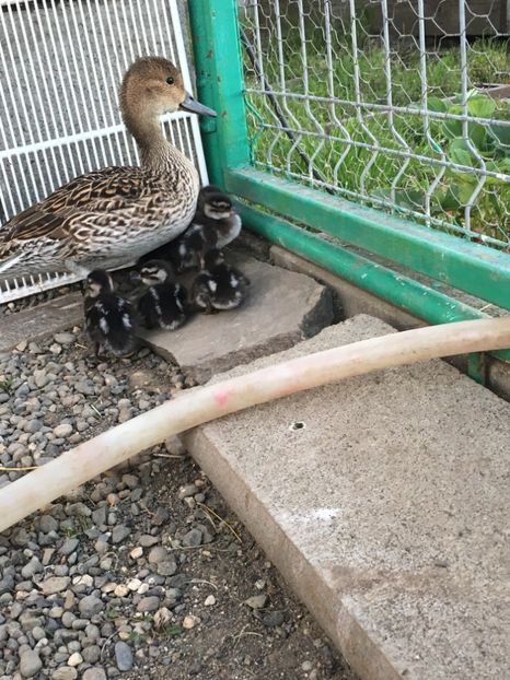 Sintem 6 Frati - Rata Sulitar