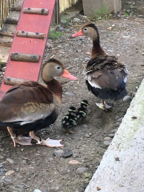 Gisculite fluieratoare cu ciocul rosu - Tineret 2017