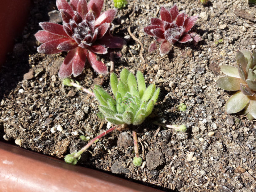  - Sempervivum - 2017_partea a II-a