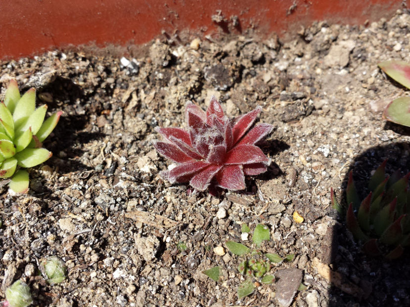  - Sempervivum - 2017_partea a II-a