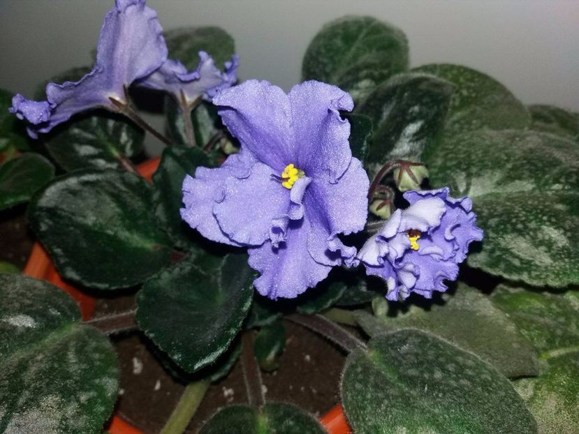18818009_10209603019972768_2111211204_o - ZZZZVioleta nr 1