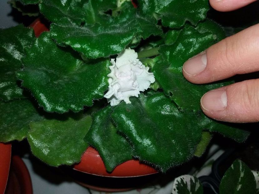 18838637_10209603019412754_1373583371_o - ZZZZVioleta nr 109