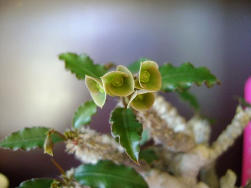 Euphorbia suzannae-marnierae - Caudiciforme si bulbi 2017