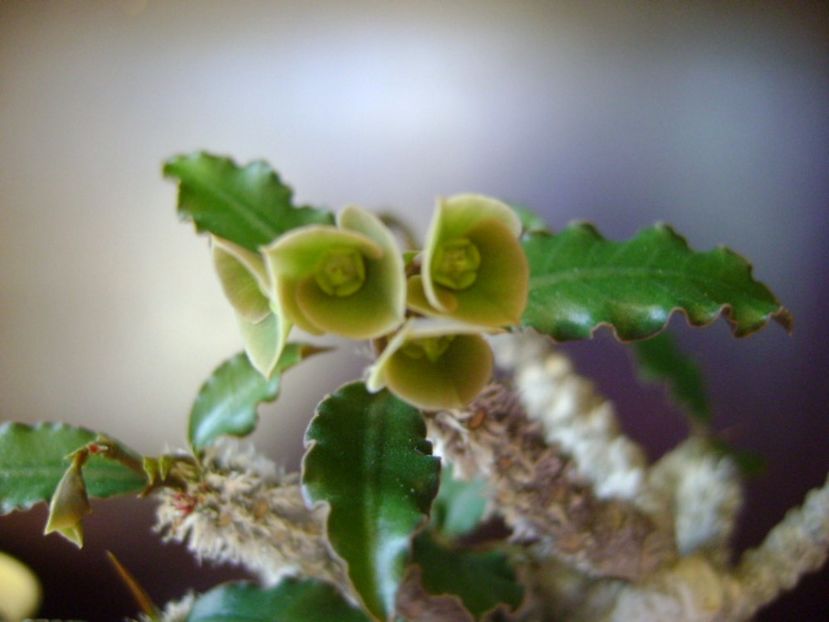 Euphorbia suzannae-marnierae - Caudiciforme si bulbi 2017