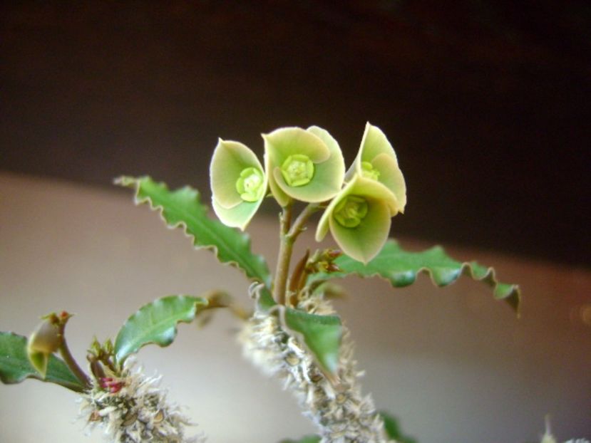 Euphorbia suzannae-marnierae - Caudiciforme si bulbi 2017