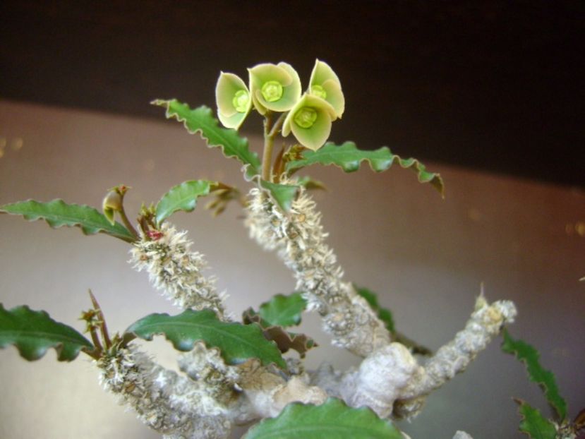 Euphorbia suzannae-marnierae - Caudiciforme si bulbi 2017