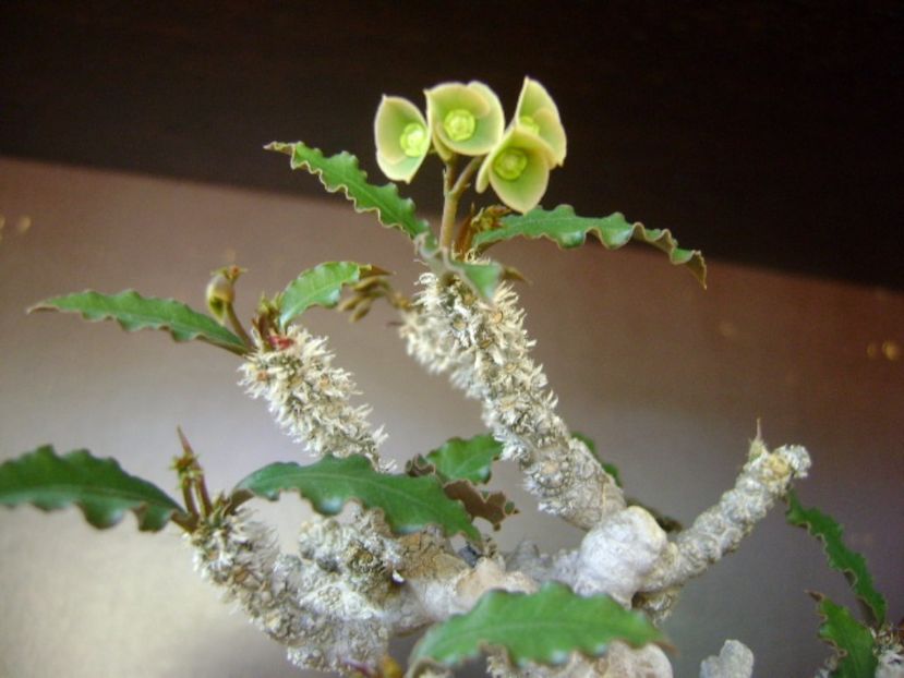 Euphorbia suzannae-marnierae - Caudiciforme si bulbi 2017