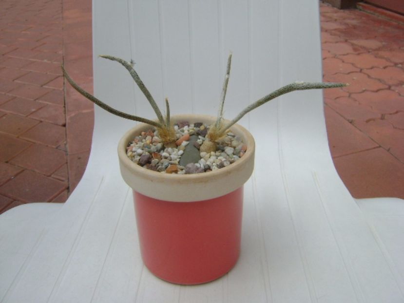 Digitostigma caput-medusae - Cactusi 2017