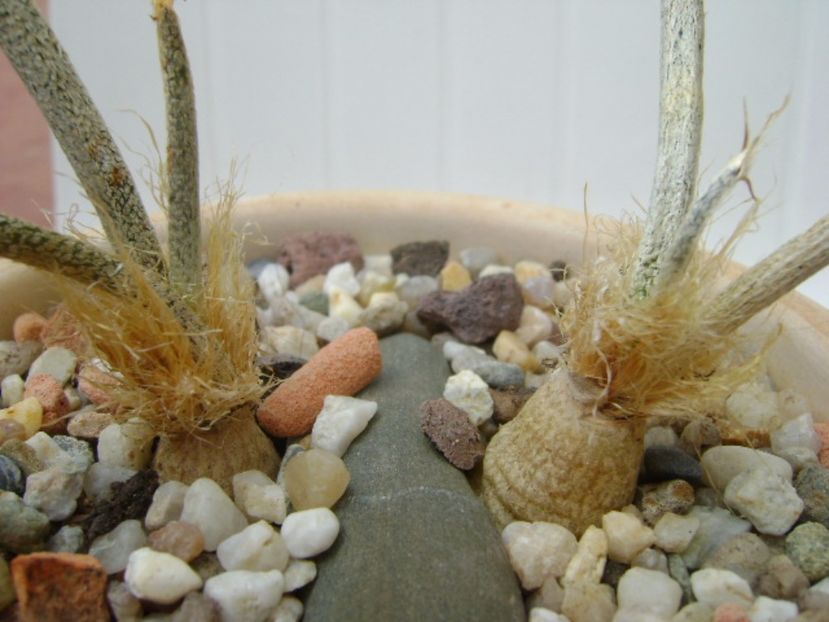 Digitostigma caput-medusae - Cactusi 2017
