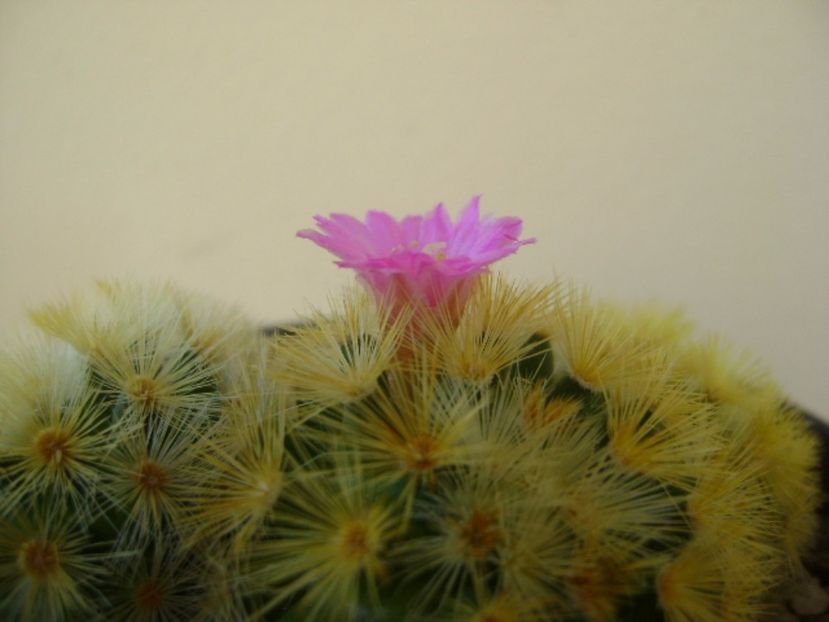 Mammillaria carmenae - Cactusi 2017