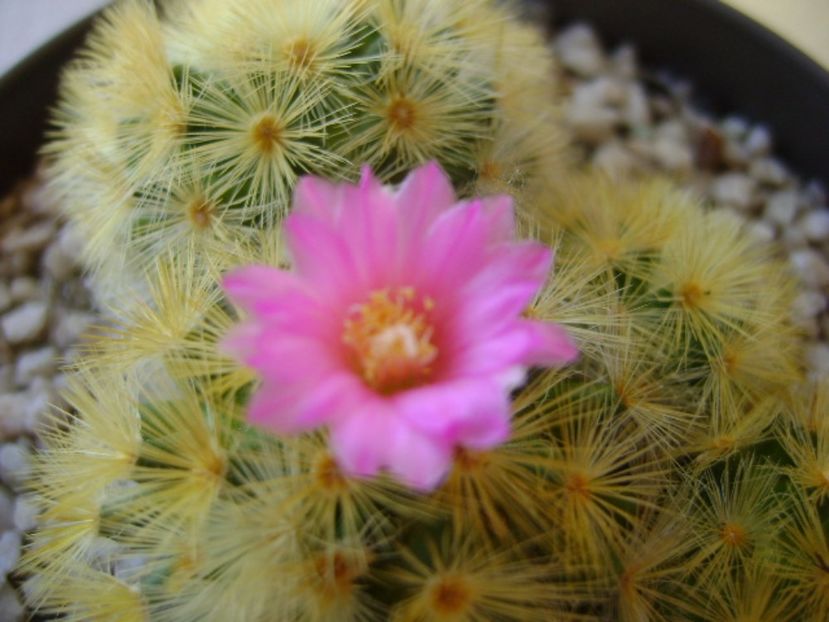 Mammillaria carmenae - Cactusi 2017