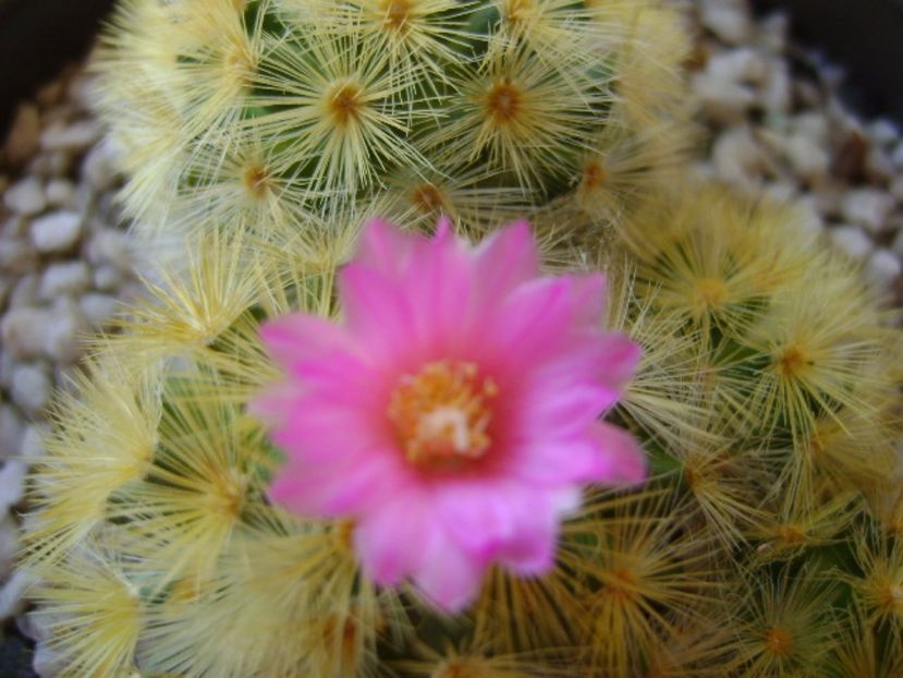 Mammillaria carmenae - Cactusi 2017