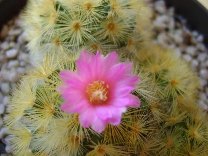 Mammillaria carmenae - Cactusi 2017