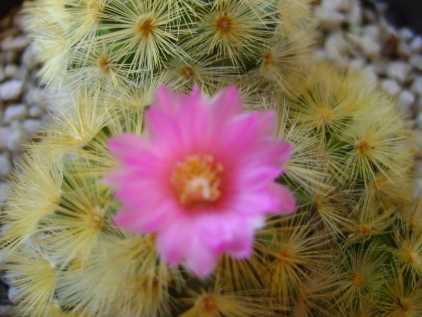 Mammillaria carmenae - Cactusi 2017