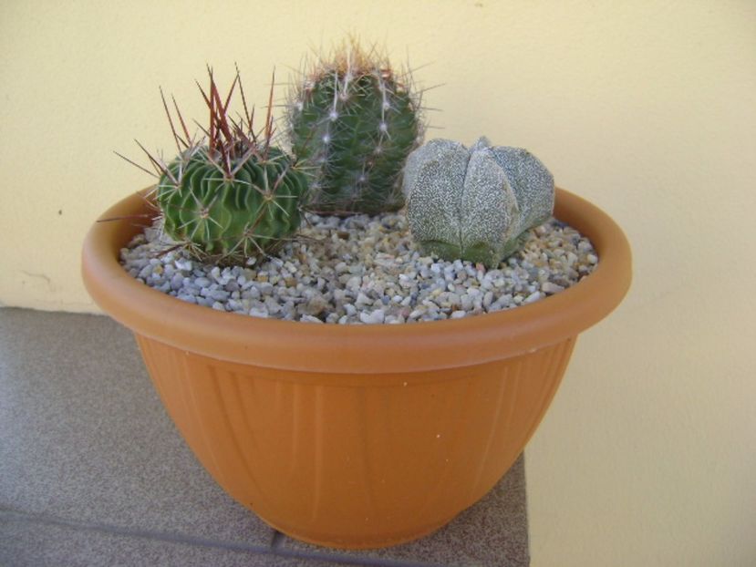 Grup de 3 cactusi - Cactusi 2017