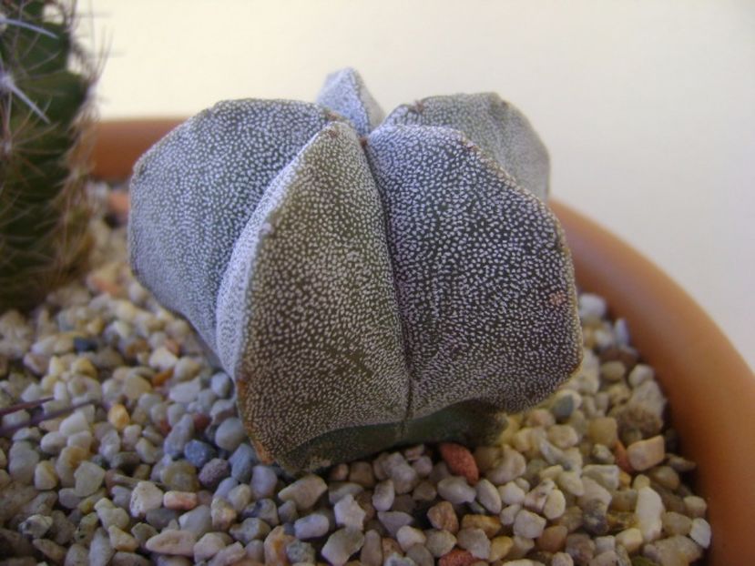 Astrophytum coahuilense - Cactusi 2017