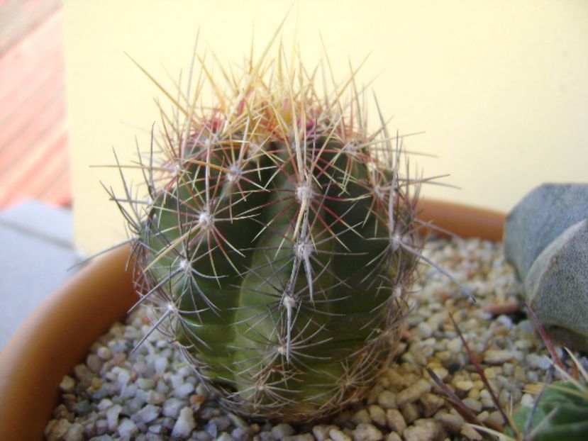 Thelocactus bicolor ssp. pottsii - Cactusi 2017