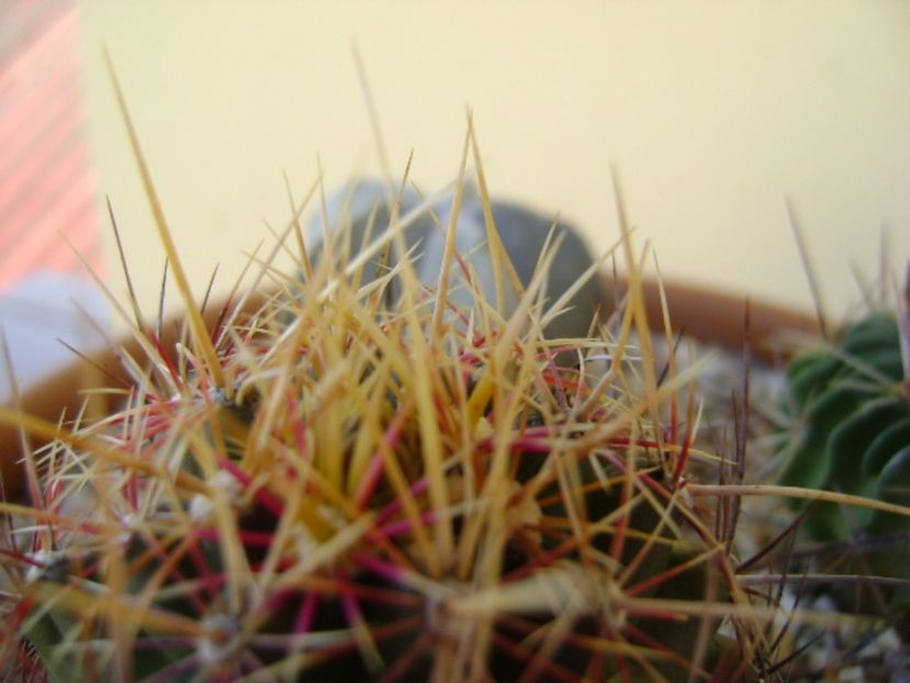 Thelocactus bicolor ssp. pottsii - Cactusi 2017