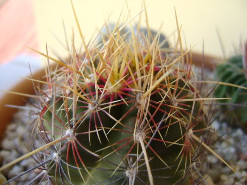 Thelocactus bicolor ssp. pottsii, detaliu - Cactusi 2017