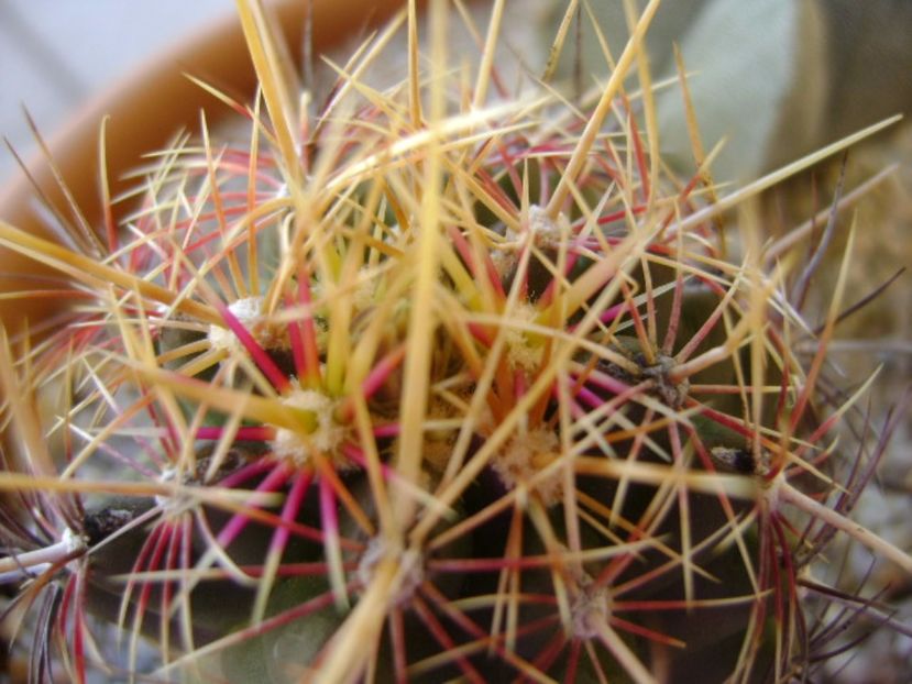 Thelocactus bicolor ssp. pottsii, detaliu - Cactusi 2017