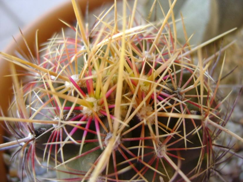 Thelocactus bicolor ssp. pottsii, detaliu - Cactusi 2017