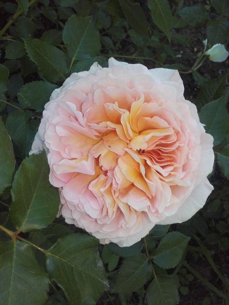  - 30-Abraham Darby