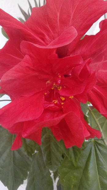  - Hibiscus