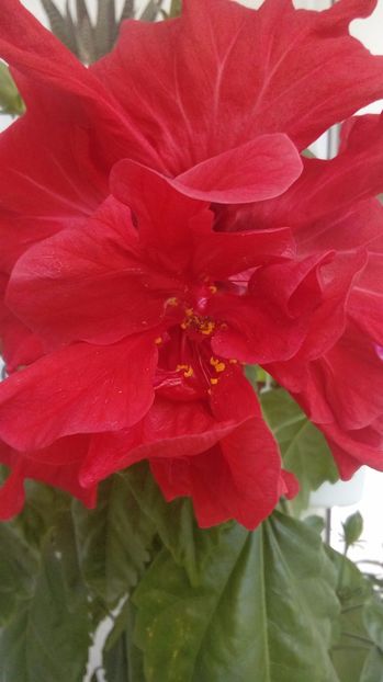  - Hibiscus