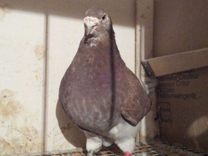 F 2010 (vanduta) - 01 DE VANZARE