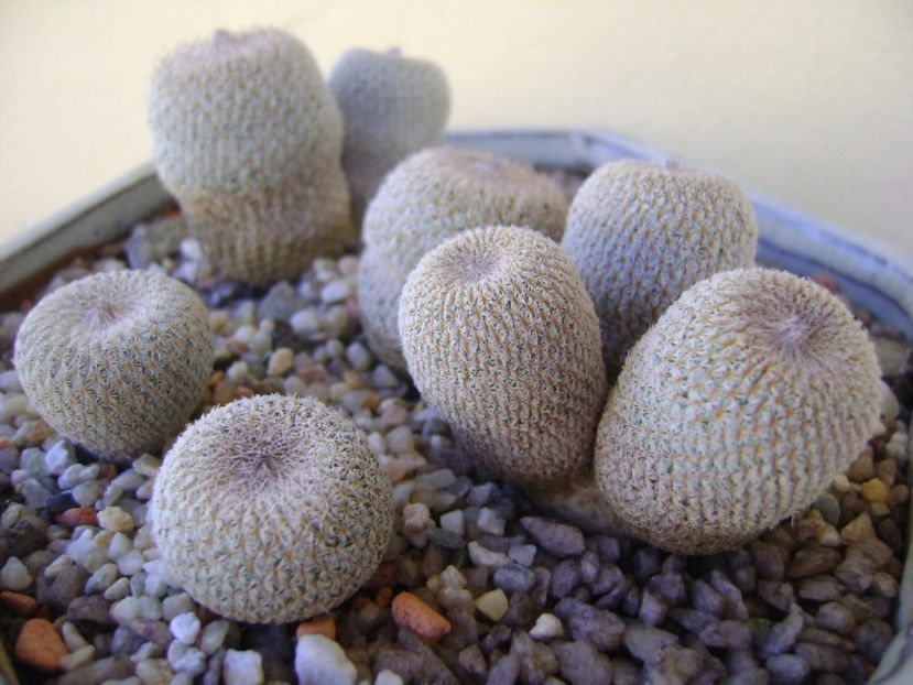 Grup de 5 epithelantha & 2 Lithops fulviceps - Cactusi 2017