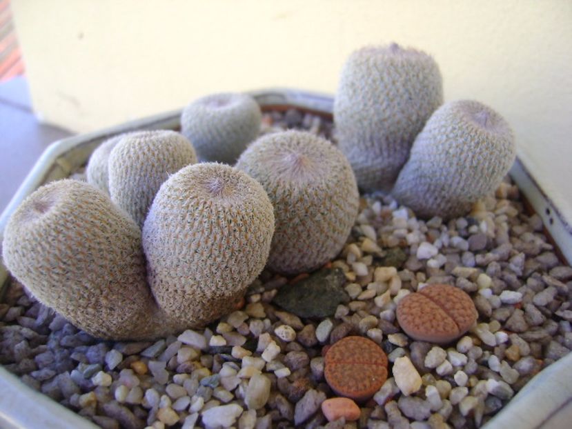Grup de 5 epithelantha & 2 Lithops fulviceps - Cactusi 2017