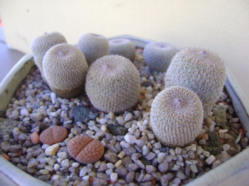 Grup de 5 epithelantha & 2 Lithops fulviceps - Cactusi 2017