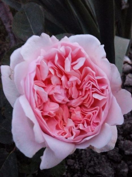 Evelyn . floare mare, parfumat - Trandafiri englezesti