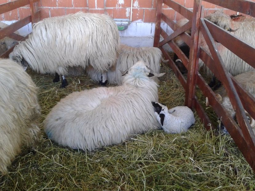 Fotografie0138 - 20---expozitie banatagralim 27 05 2017