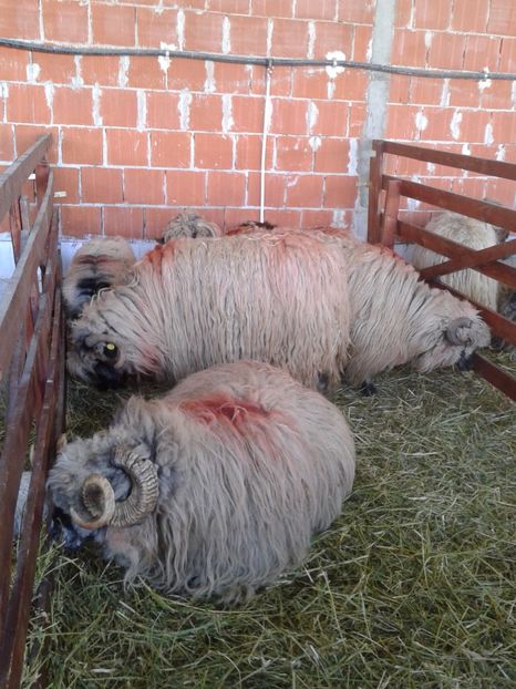 Fotografie0139 - 20---expozitie banatagralim 27 05 2017