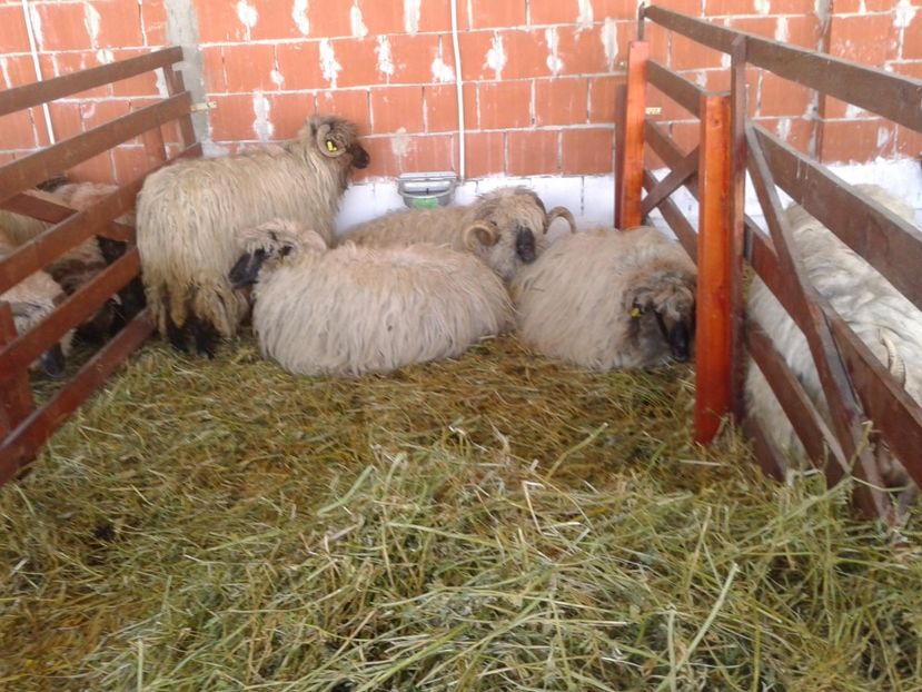 Fotografie0140 - 20---expozitie banatagralim 27 05 2017