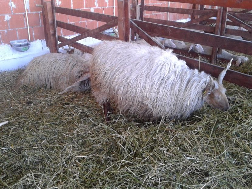 Fotografie0141 - 20---expozitie banatagralim 27 05 2017