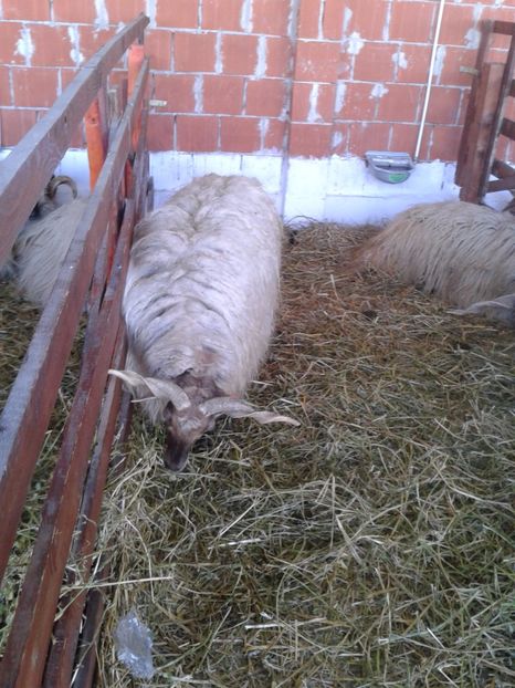 Fotografie0142 - 20---expozitie banatagralim 27 05 2017