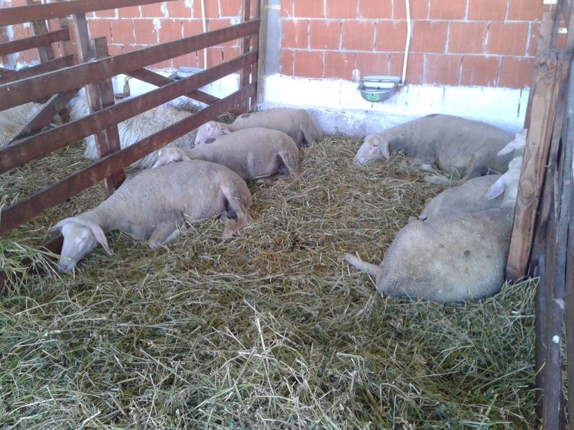 Fotografie0144 - 20---expozitie banatagralim 27 05 2017