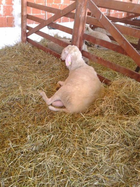 Fotografie0145 - 20---expozitie banatagralim 27 05 2017